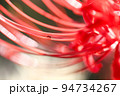曼珠沙華の花弁を歩くアリ 94734267