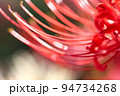 曼珠沙華の花弁を歩くアリ 94734268