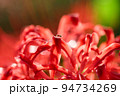曼珠沙華の花弁を歩くアリ 94734269