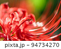 曼珠沙華の花弁を歩くアリ 94734270