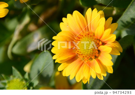 山田池公園 94734293