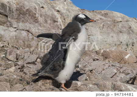 Gentoo Penguin, Pygoscelis papua,Neko Harbour,Antartica Peninsula. 94734481