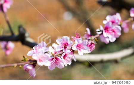 blossoming peach flowers in the garden in spring blossoming peach flowers in the garden in spring 94734590