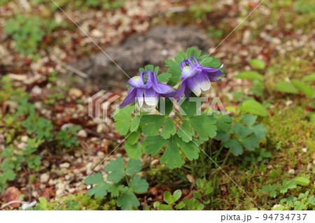ミヤマオダマキ 深山苧環 山野草 地植え 紫色の花 ミヤマオダマキ 深山苧環 山野草 地植え 紫色の花 94734737