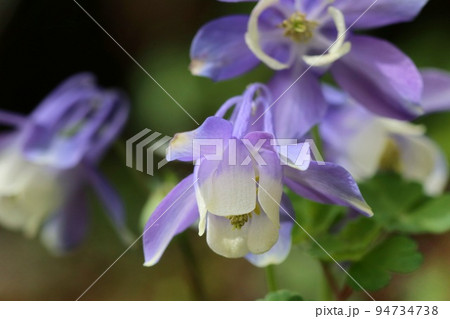 ミヤマオダマキ 深山苧環 山野草 地植え 紫色の花 ミヤマオダマキ 深山苧環 山野草 地植え 紫色の花 94734738
