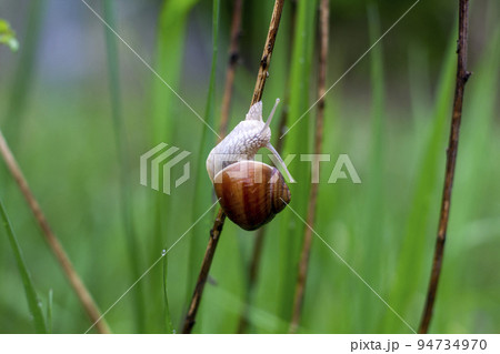 Snail close up. cochlea. Snail close up. cochlea. 94734970