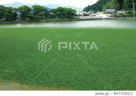 水草に覆われた池 94735021