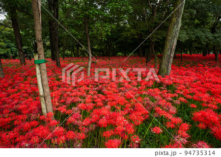 巾着田曼珠沙華まつり 94735314