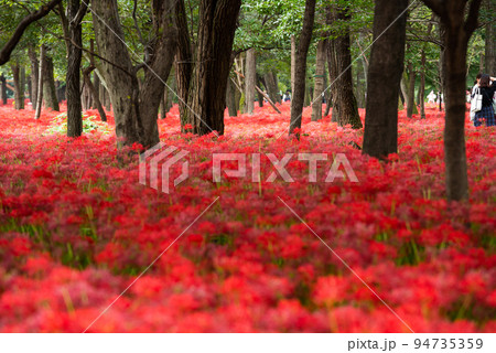 巾着田曼珠沙華まつり 94735359
