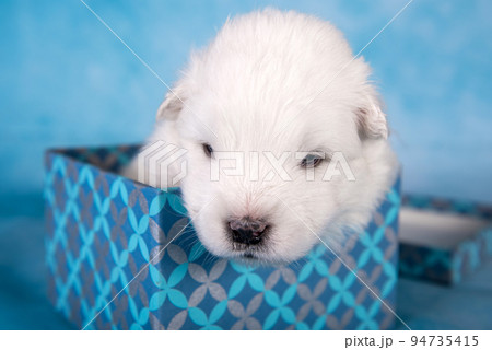 White fluffy small Samoyed puppy dog in a gift box White fluffy small Samoyed puppy dog in a gift box 94735415