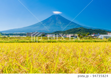 （山梨県）黄金色の稲穂と富士山 94735824
