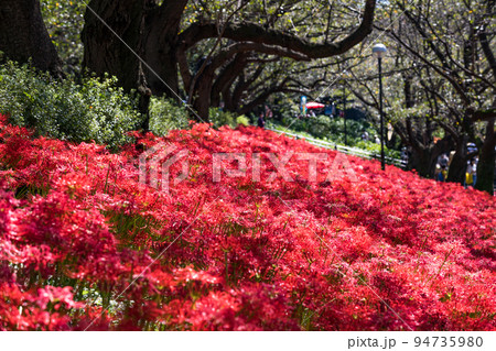 埼玉県幸手市 権現堂堤 曼殊沙華まつり 埼玉県幸手市 権現堂堤 曼殊沙華まつり 94735980