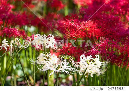 埼玉県幸手市　権現堂堤 曼殊沙華まつり 94735984