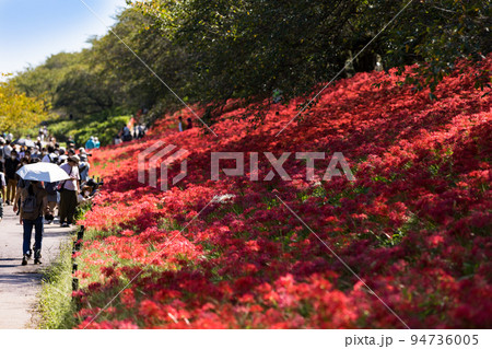 埼玉県幸手市 権現堂堤 曼殊沙華まつり 埼玉県幸手市 権現堂堤 曼殊沙華まつり 94736005