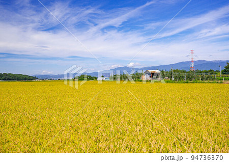 黄金色に実った稲と自然風景　塩尻市 94736370