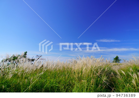 葛城高原のススキの原と笹の原・背景秋空 葛城高原のススキの原と笹の原・背景秋空 94736389