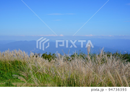 葛城高原のススキの原 94736393