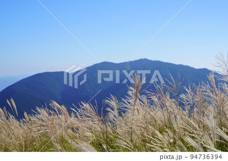 葛城高原のススキの原と笹の原・金剛山背景 葛城高原のススキの原と笹の原・金剛山背景 94736394