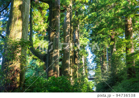 《神奈川県》朝日が差し込む箱根旧街道杉並木 94736538