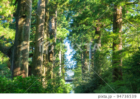 《神奈川県》朝日が差し込む箱根旧街道杉並木 94736539