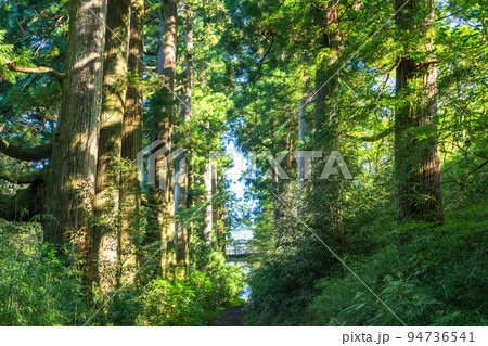 《神奈川県》朝日が差し込む箱根旧街道杉並木 94736541