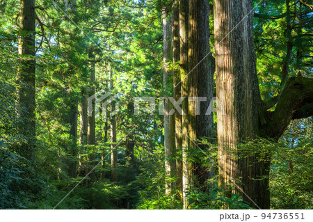《神奈川県》朝日が差し込む箱根旧街道杉並木 94736551