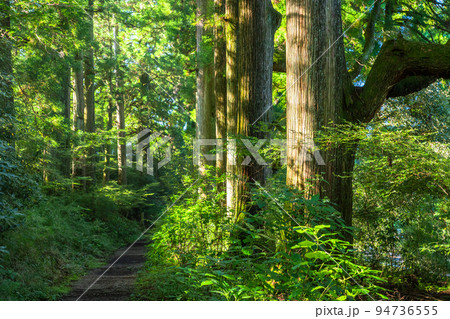 《神奈川県》朝日が差し込む箱根旧街道杉並木 94736555