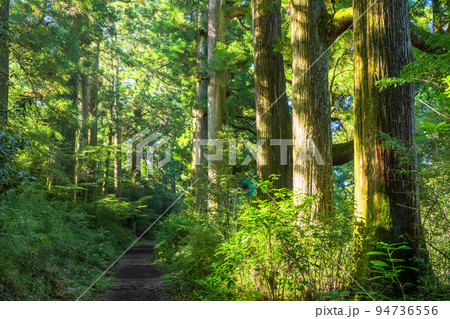 《神奈川県》朝日が差し込む箱根旧街道杉並木 94736556