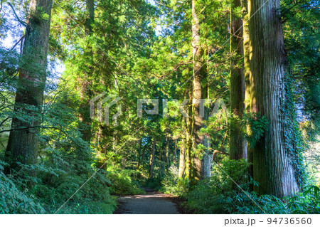 《神奈川県》朝日が差し込む箱根旧街道杉並木 94736560