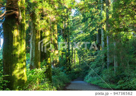 《神奈川県》朝日が差し込む箱根旧街道杉並木 《神奈川県》朝日が差し込む箱根旧街道杉並木 94736562
