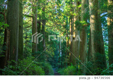 《神奈川県》朝日が差し込む箱根旧街道杉並木 94736566