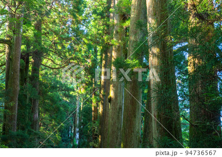 《神奈川県》朝日が差し込む箱根旧街道杉並木 《神奈川県》朝日が差し込む箱根旧街道杉並木 94736567