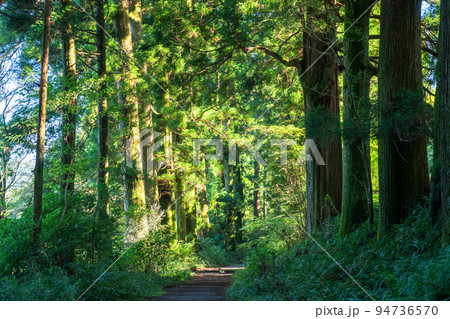 《神奈川県》朝日が差し込む箱根旧街道杉並木 94736570
