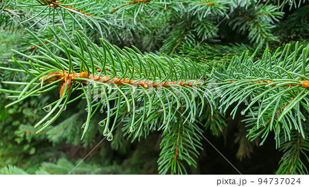 Green plants. Spruce leaves and branches cover a large surface area. Wallpaper for background and construction. 94737024