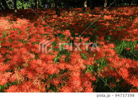 巾着田曼珠沙華公園【埼玉県日高市】 94737398