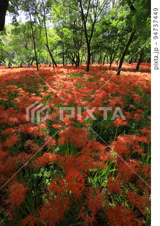 巾着田曼珠沙華公園【埼玉県日高市】 94737449