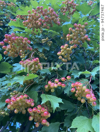 Guelder rose (Viburnum opulus) red berries ripen on the branch of the bush. 94737467