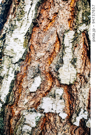 Tree bark on trunk texture. Oak wood background. Rough wooden skin closeup. Dry log material cracked surface. Abstract rustic hardwood timber. Natural forest material 94737657