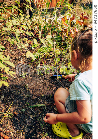 Little girl child care of plant in summer garden. Preschool kid gardening, planting and cultivating flower. Toddler digging soil ground at backyard. Happy childhood activity at countryside Little girl child care of plant in summer garden. Preschool kid gardening, planting and cultivating flower. Toddler digging soil ground at backyard. Happy childhood activity at countryside 94737660