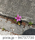 道端に咲く花と人の影 94737730