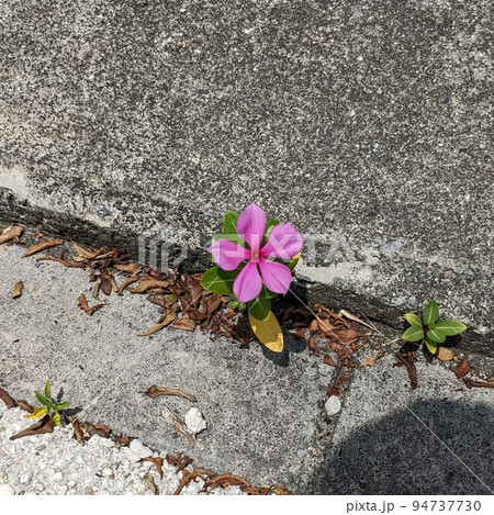 道端に咲く花と人の影 94737730
