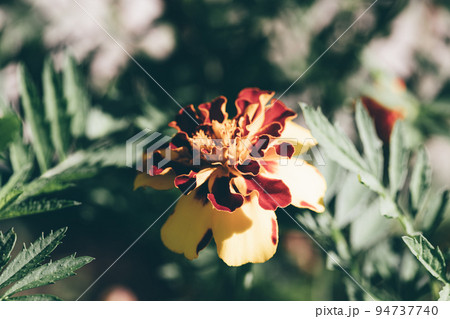 Marigold flower macro photo. Toned image with blooming flower bud. Tagetes patula growth. Vibrant blossoming flower head. Natural wallpaper with single blossom. Selective focus, blurred background Marigold flower macro photo. Toned image with blooming flower bud. Tagetes patula growth. Vibrant blossoming flower head. Natural wallpaper with single blossom. Selective focus, blurred background 94737740