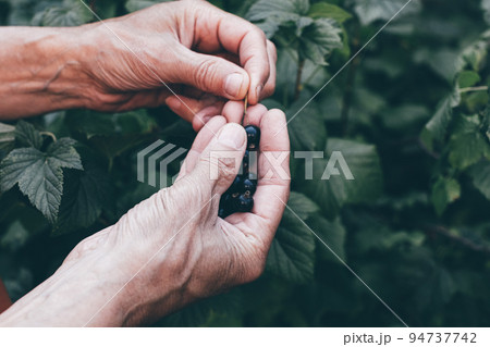 Close up farmer hand picking blackcurrants from stem. Black currant harvest in natural garden. Organic eco food stuff production. Greenhouse berry crop cultivation. Toned image. Selective focus 94737742