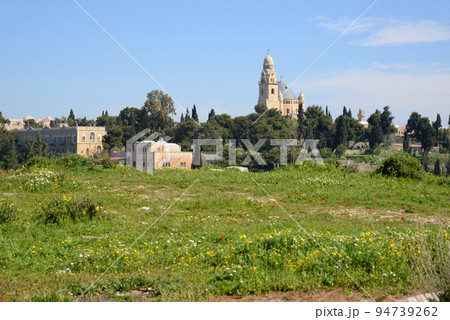 春のシオンの丘 春のシオンの丘 94739262