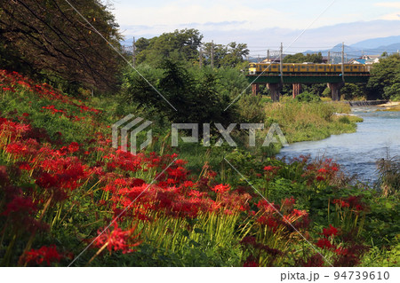 入間川遊歩道のヒガンバナと西武池袋線2000系電車（埼玉県狭山市） 94739610