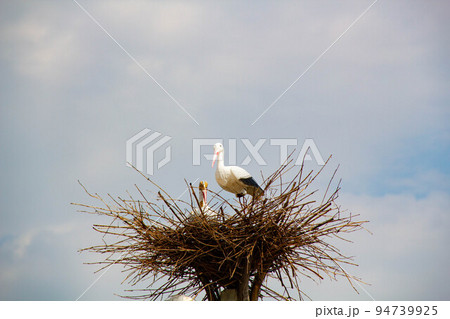 Stork in a nest on a pole. Imitation. A large bird's nest with a family of storks made of branches and brushwood on a lamppost on the blue sky background. Beautiful bird stork in natural nature Stork in a nest on a pole. Imitation. A large bird's nest with a family of storks made of branches and brushwood on a lamppost on the blue sky background. Beautiful bird stork in natural nature 94739925