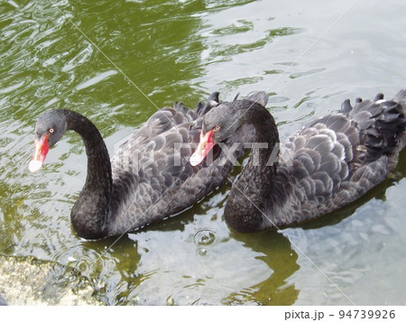 Two black swans (Cygnus atratus) swim on the lake. Scene from the wild. Beautiful black royal birds with red beak, closeup Two black swans (Cygnus atratus) swim on the lake. Scene from the wild. Beautiful black royal birds with red beak, closeup 94739926