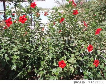 Hibiscus pink Chinese. Chinese Hibiscus, Chinese Rose, Hawaiian Hibiscus, Rose Mallow, Shoeblackplant 94739932