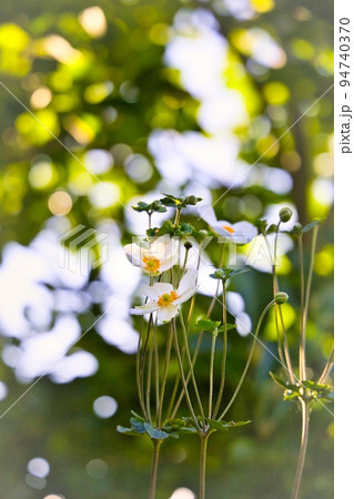 木漏れ日の中、綺麗に咲く白いアネモネの花 木漏れ日の中、綺麗に咲く白いアネモネの花 94740370