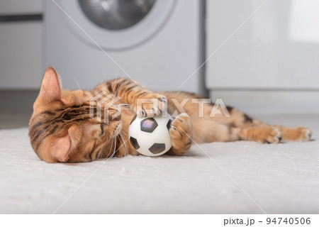Bengal cat plays with a ball on the floor. Bengal cat plays with a ball on the floor. 94740506